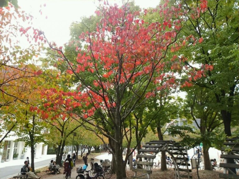 江坂公園紅葉