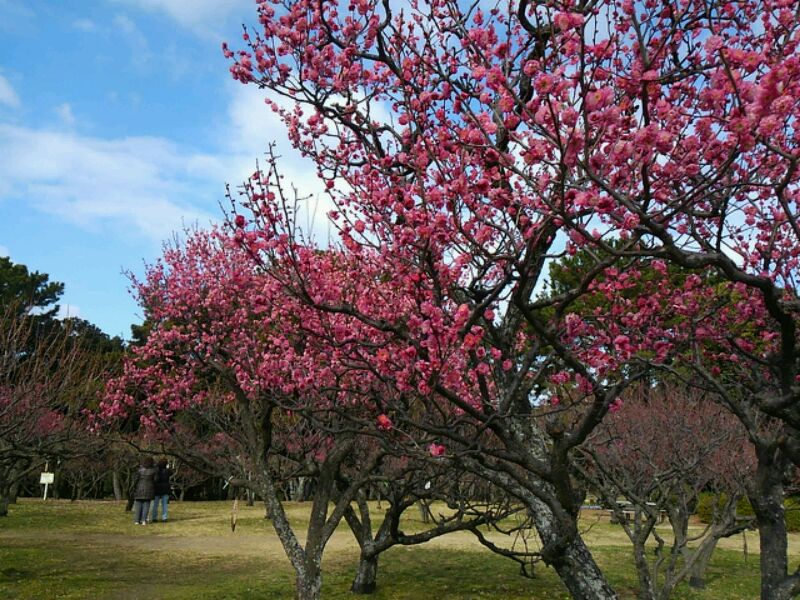 季節の風景をご紹介 服部緑地公園の梅が咲き始めています 号外net 吹田