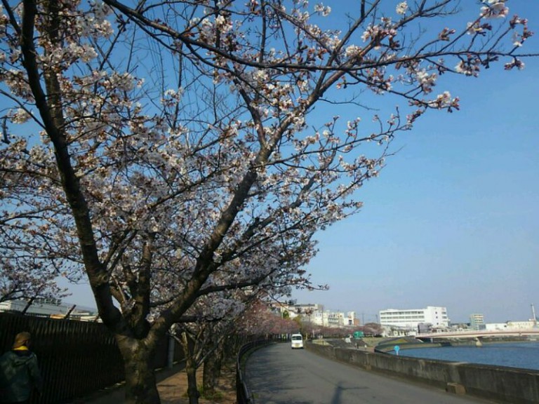 神崎川畔桜①
