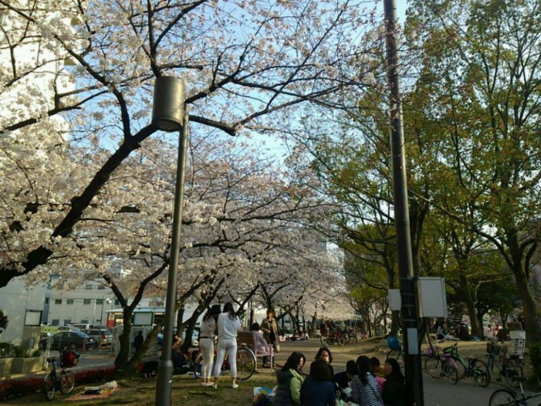 江坂公園桜①