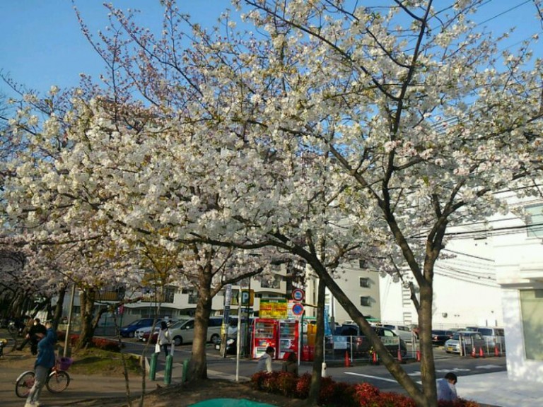 江坂公園桜⑥