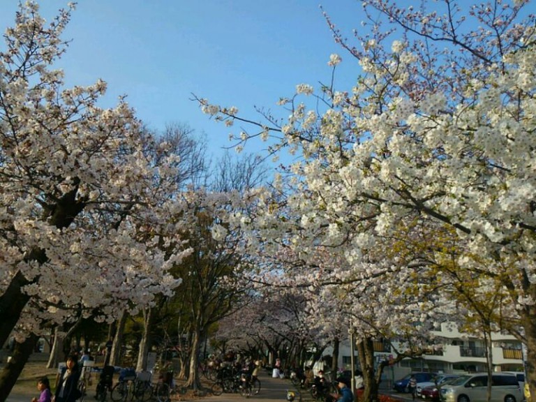 江坂公園桜④