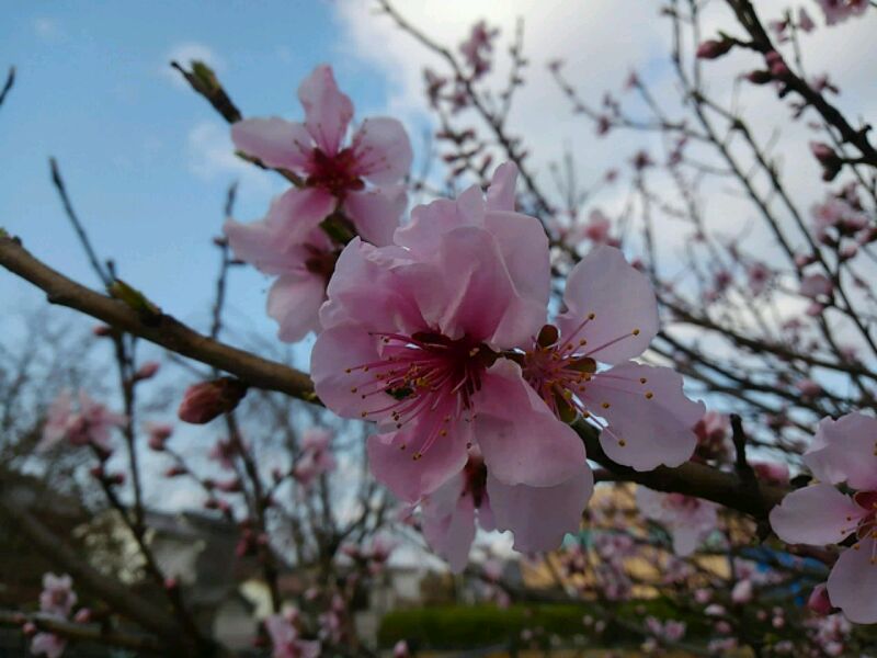 春休み 子連れでお出かけ 今週の万博公園イベント情報 桜まつり も今週から始まります 号外net 吹田