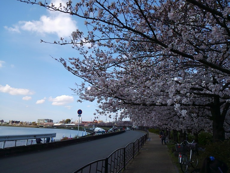 神崎川桜