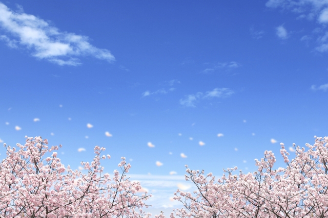 桜 新学期