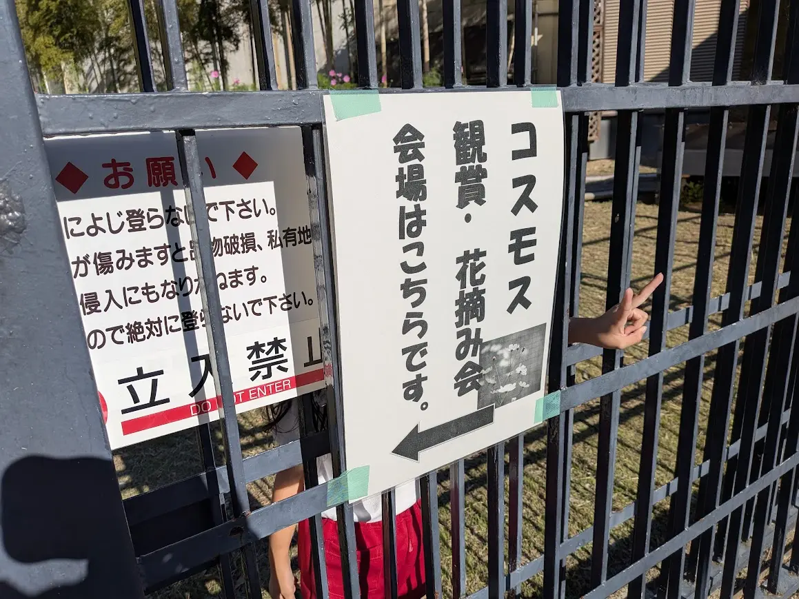 コスモス
