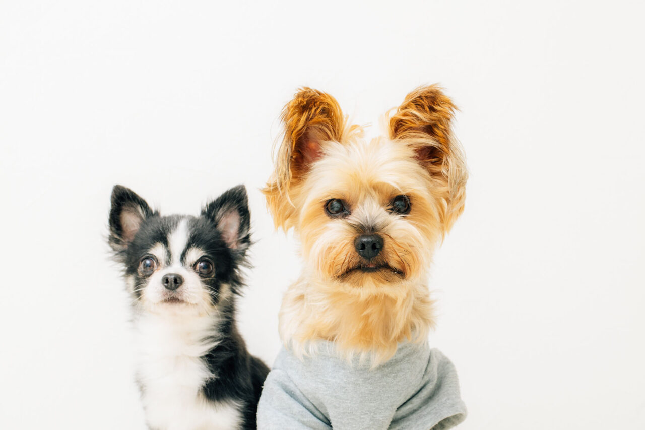 エキスポフォトスタジオ